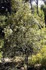 photo de chêne vert, Quercus ilex